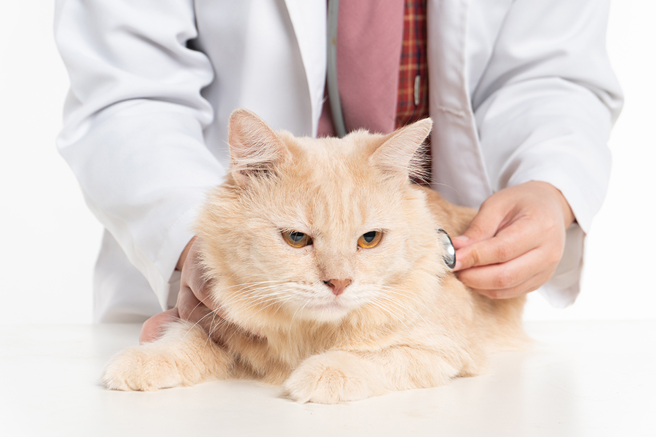 Cat disease research reveals coronavirus's broad attack on the immune system.